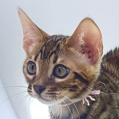 アウローラ