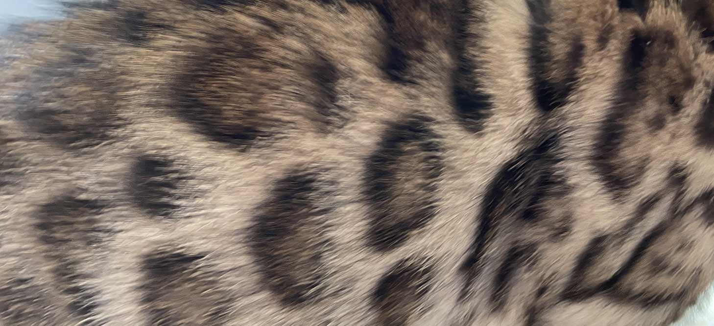 brown spotted tabby