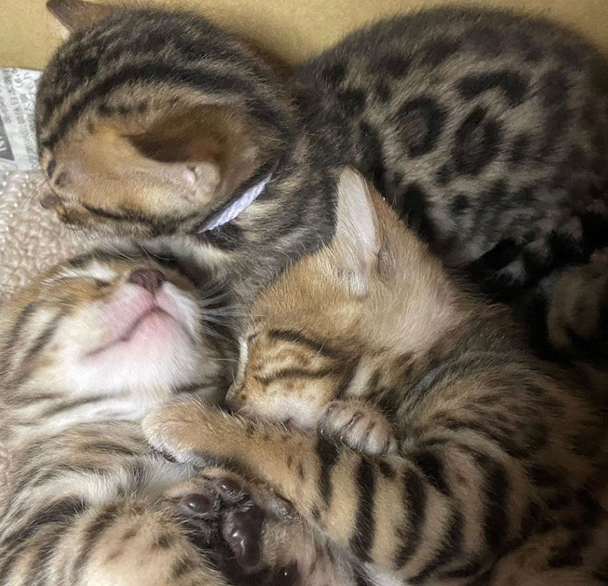 4月18日生まれ