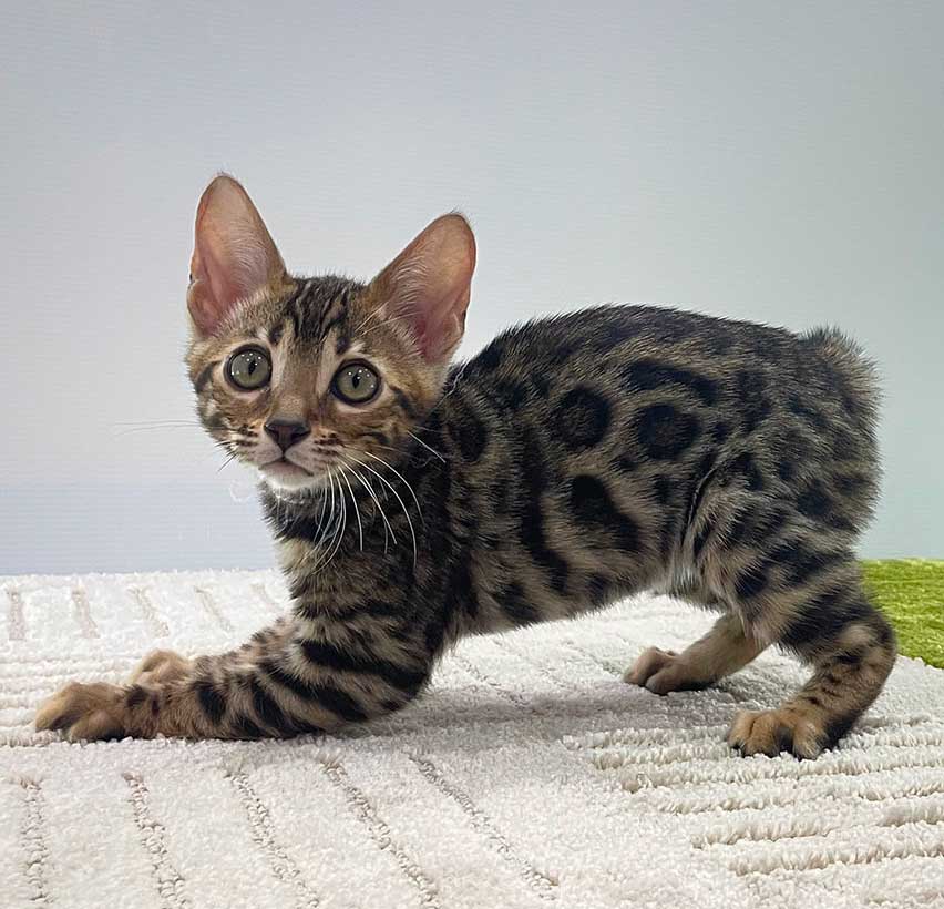 アテナ