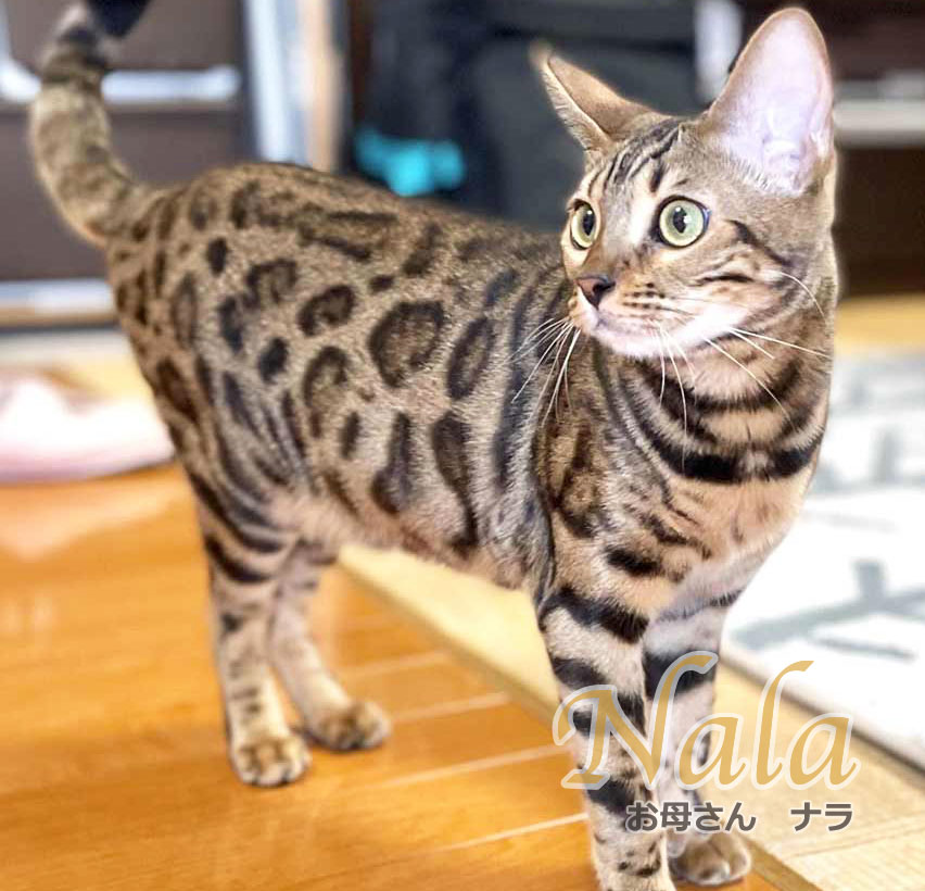 ナラ