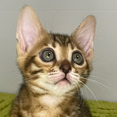 レッド