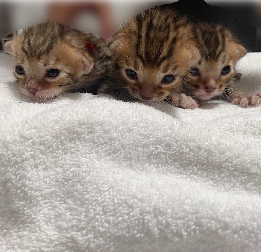 7月11日生まれ