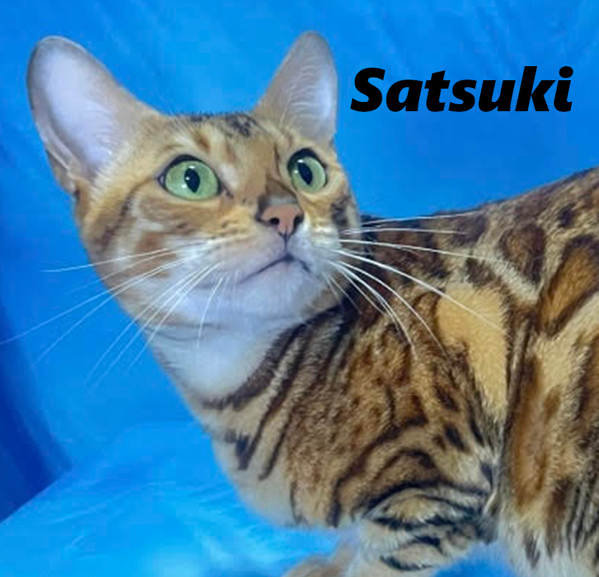 サツキ
