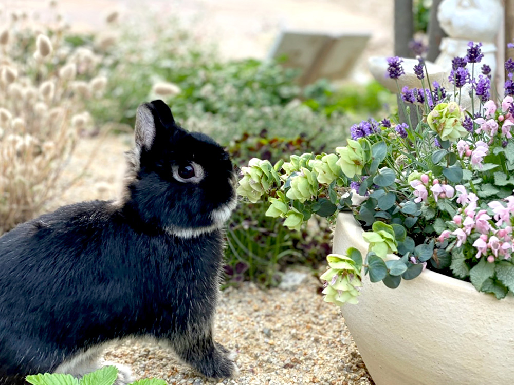 季節に応じた草花