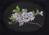 桜（F４号）2012 - バージョン 2.jpg