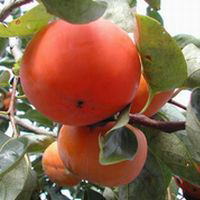 �����������������C���[�W