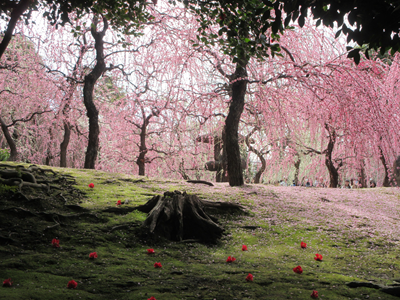 しらさか推拿整体