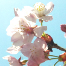 2010年の桜