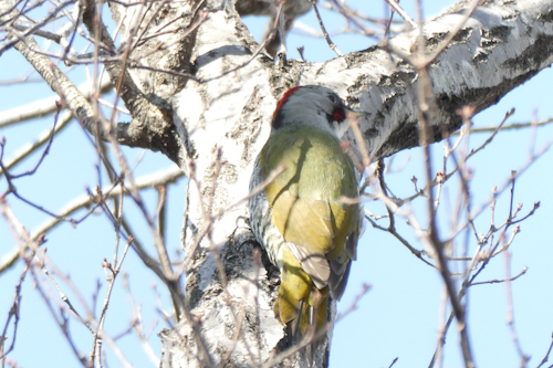 緑啄木鳥(アオゲラ)