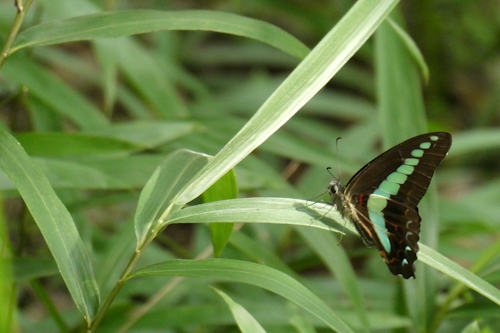 アオスジアゲハ蝶