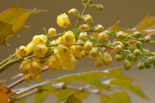 柊南天(ヒイラギナンテン)の花