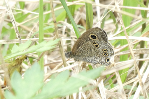 姫裏波蛇目蝶(ヒメウラナミジャノメチョウ)
