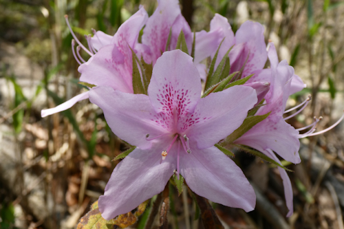 平戸躑躅(ヒラドツツジ)の花