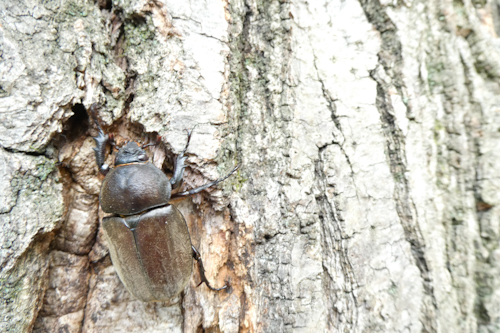カブトムシの雌