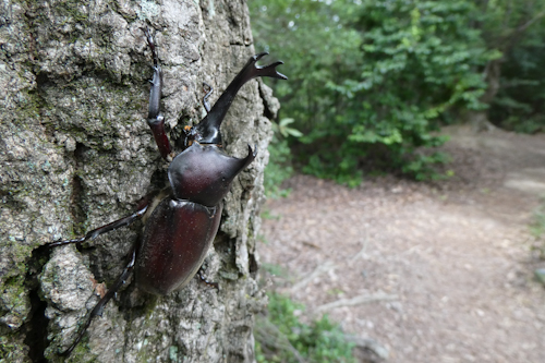 カブトムシの雄