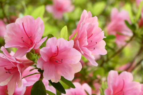 久留米躑躅・麒麟(クルメツツジ・キリン)の花