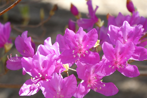小葉の三葉躑躅(コバノミツバツツジ)の花