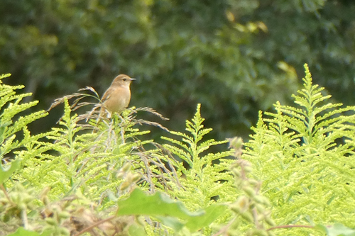 野鶲(ノビタキ)