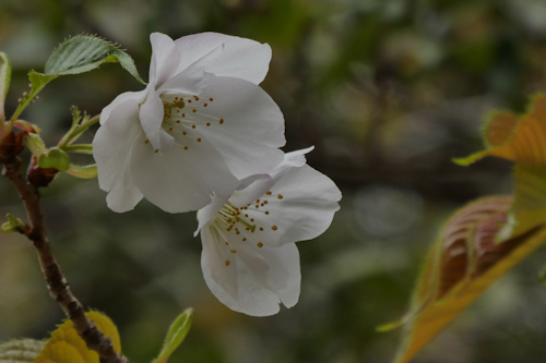 大島桜(オオシマザクラ)の花