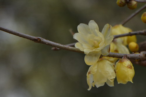素心蠟梅(ソシンロウバイ)の花