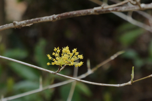 山茱萸(サンシュユ)の花