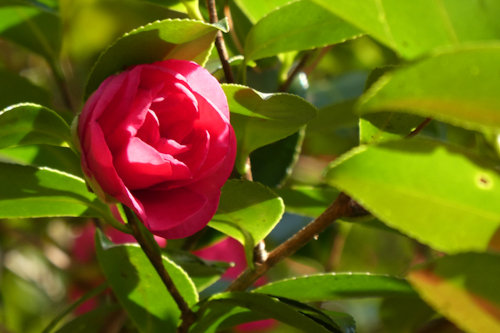 山茶花の花