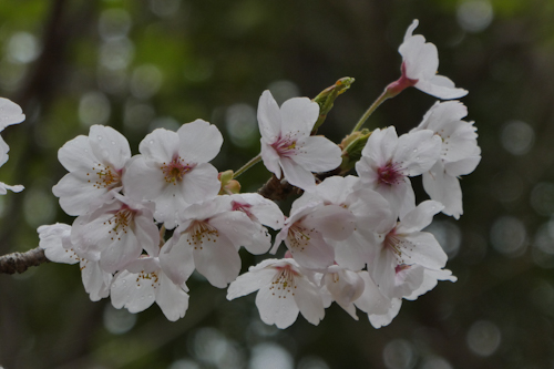 桜・染井吉野(ソメイヨシノ)の花