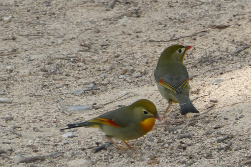 相思鳥(ソウシチョウ)