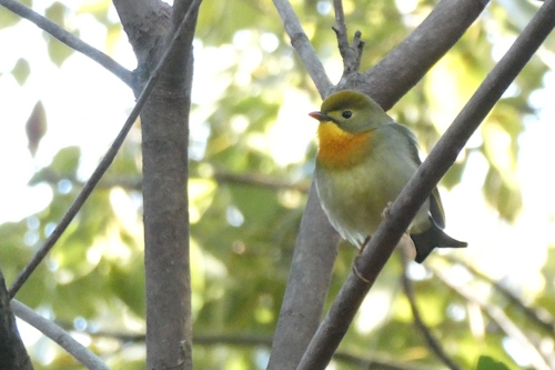 相思鳥(ソウシチョウ)