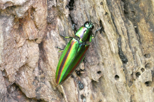 玉虫(タマムシ)