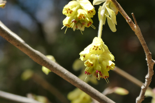 土佐水木(トサミズキ)の花