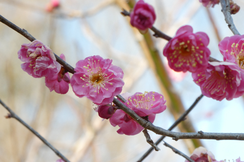 紅梅の花