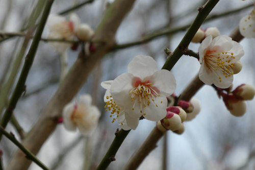 白梅の花