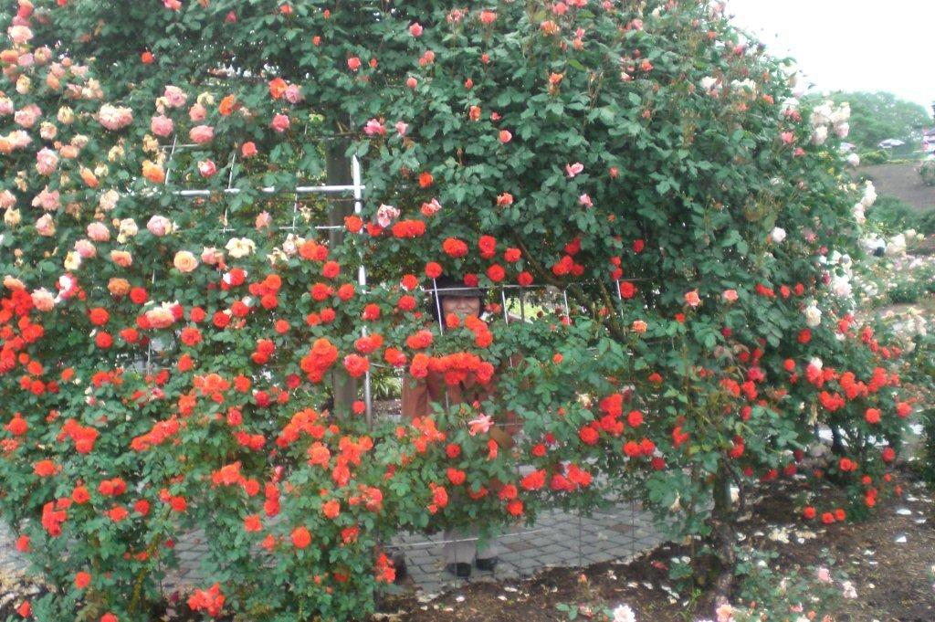 雨に濡れた薔薇は・・・