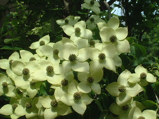 ܂ڂ