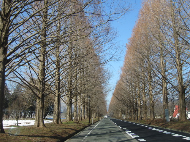 早春のメタセコイヤ並木