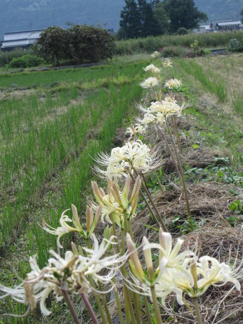 珍しい白花:彼岸花