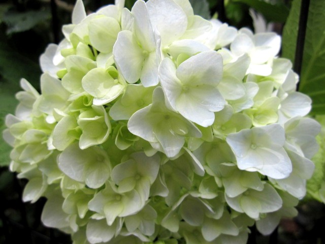 紫陽花