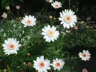 }[Kbg