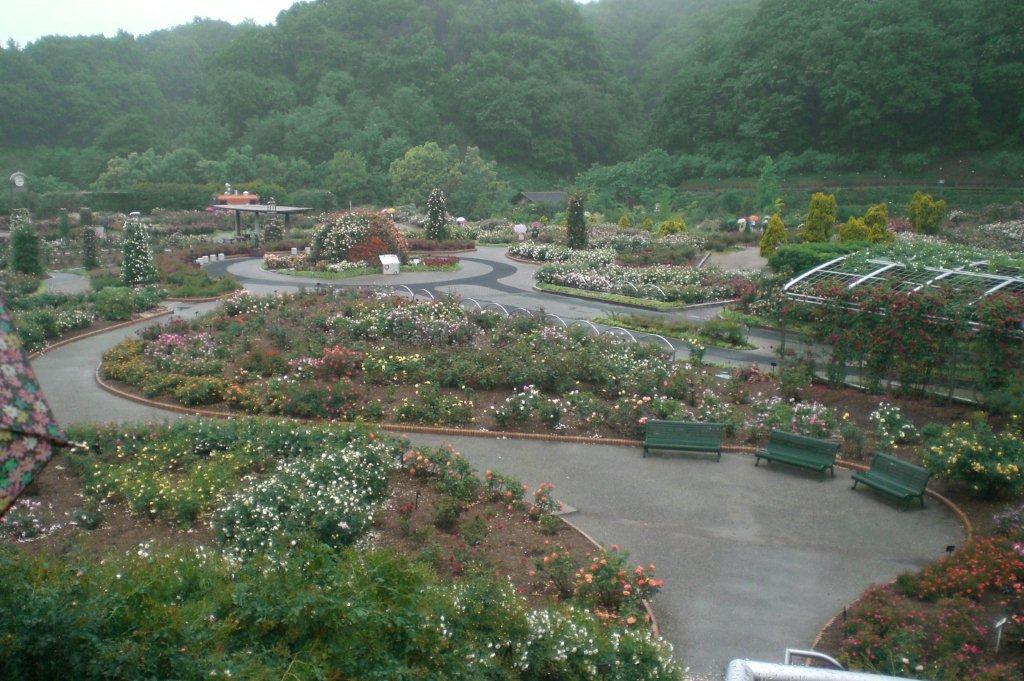 世界の薔薇フェスタ記念公園へ(2011,6,1)