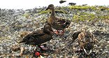 spotbill-duck
