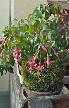 Potted Pink Mini