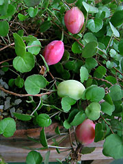 Berries of F. procumbens