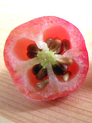 Cross section of a berry