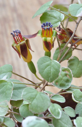 Fuchsia procumbens 'Wirral'(tNVAEvNxX 'EB)