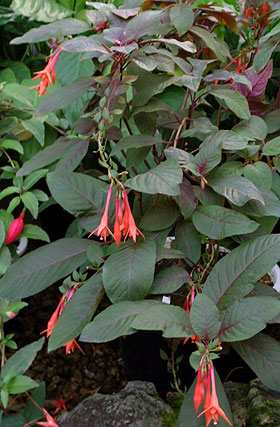 Triphylla in a botanical garden