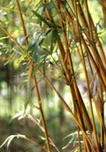 XzE`N (hc|) - Bambusa geaucens f. alphonso-karii 